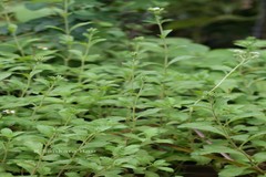 Stevia rebaudiana